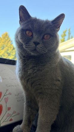 BKH und BKH Mix herzensgute Katzen