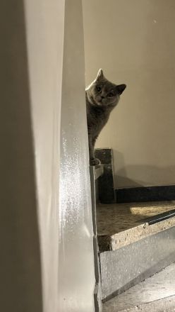 BKH und BKH Mix herzensgute Katzen