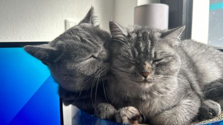 BKH und BKH Mix herzensgute Katzen