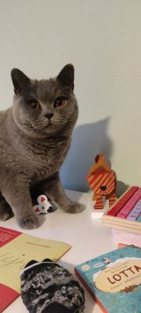 BKH und BKH Mix herzensgute Katzen