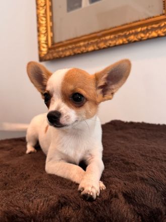 2 Chihuahua-Welpen suchen ein liebevolles Zuhause