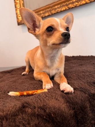 2 Chihuahua-Welpen suchen ein liebevolles Zuhause