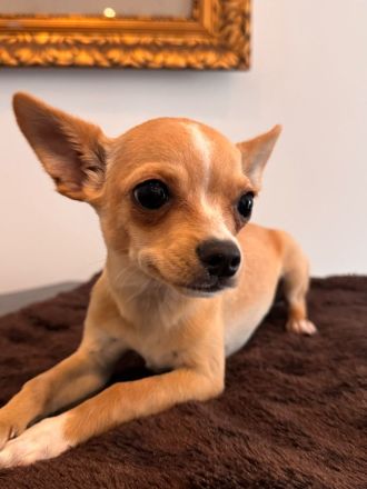 2 Chihuahua-Welpen suchen ein liebevolles Zuhause