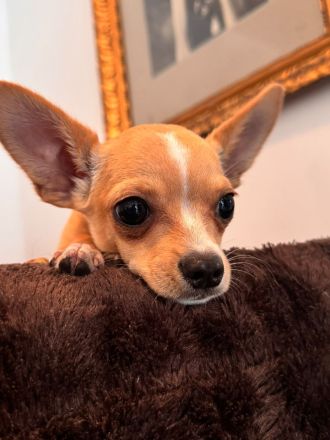 2 Chihuahua-Welpen suchen ein liebevolles Zuhause