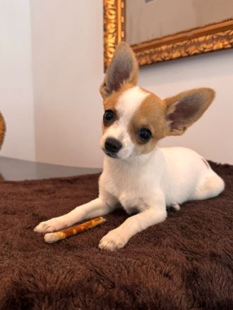 2 Chihuahua-Welpen suchen ein liebevolles Zuhause