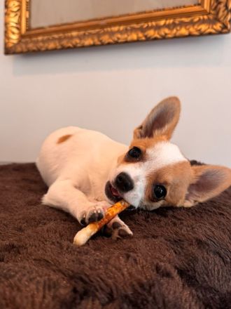 2 Chihuahua-Welpen suchen ein liebevolles Zuhause
