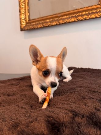 2 Chihuahua-Welpen suchen ein liebevolles Zuhause