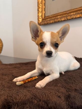 2 Chihuahua-Welpen suchen ein liebevolles Zuhause