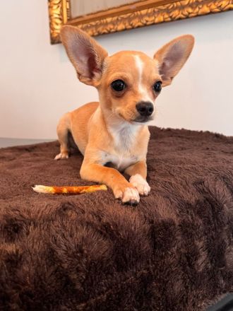 2 Chihuahua-Welpen suchen ein liebevolles Zuhause