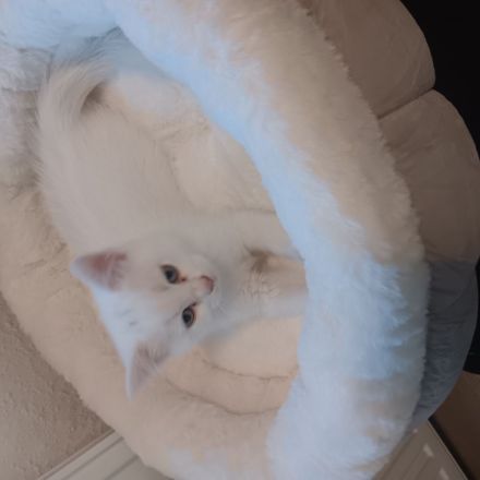 Wunderschöner BKH Kater