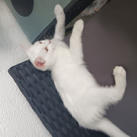Wunderschöner BKH Kater