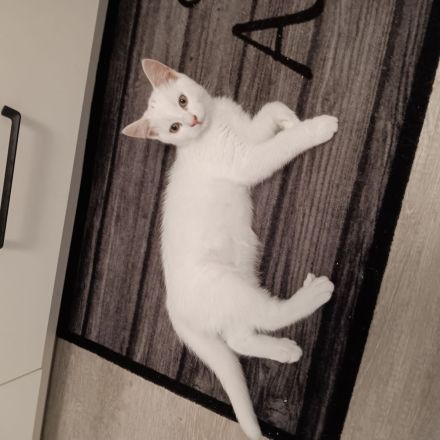 Wunderschöner BKH Kater