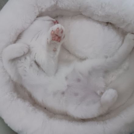 Wunderschöner BKH Kater