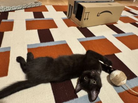 2 Kitten suchen dringend ein neues zu Hause ab sofort