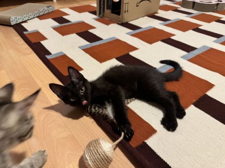 2 Kitten suchen dringend ein neues zu Hause ab sofort