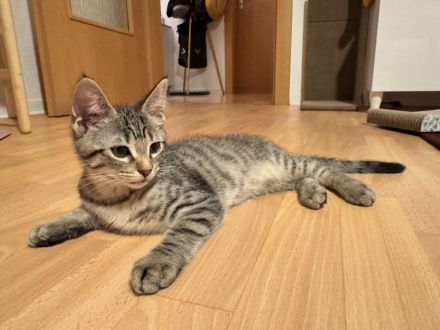 2 Kitten suchen dringend ein neues zu Hause ab sofort