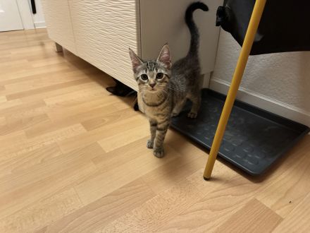 2 Kitten suchen dringend ein neues zu Hause ab sofort