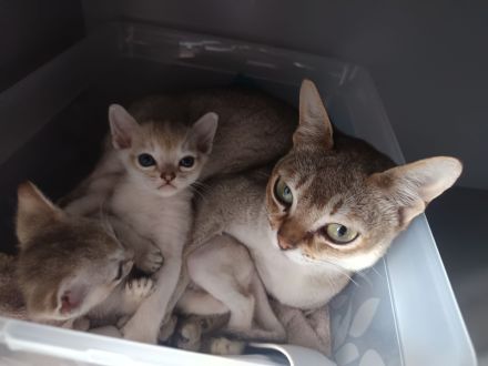 Singapura Kitten Kätzchen Katze