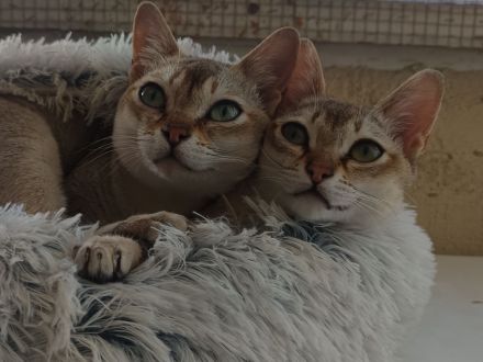 Singapura Kitten Kätzchen Katze