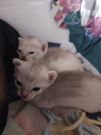 Singapura Kitten Kätzchen Katze