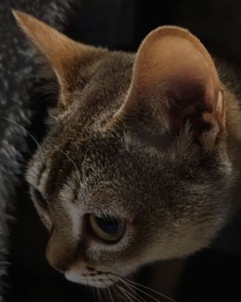 Singapura Kitten Kätzchen Katze