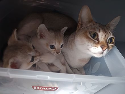 Singapura Kitten Kätzchen Katze