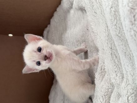 Reinrassige Bengal Kitten