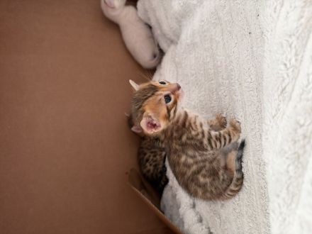 Reinrassige Bengal Kitten