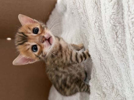 Reinrassige Bengal Kitten