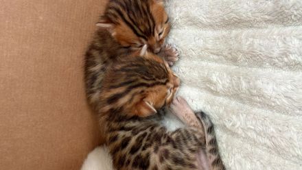 Reinrassige Bengal Kitten
