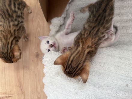 Reinrassige Bengal Kitten
