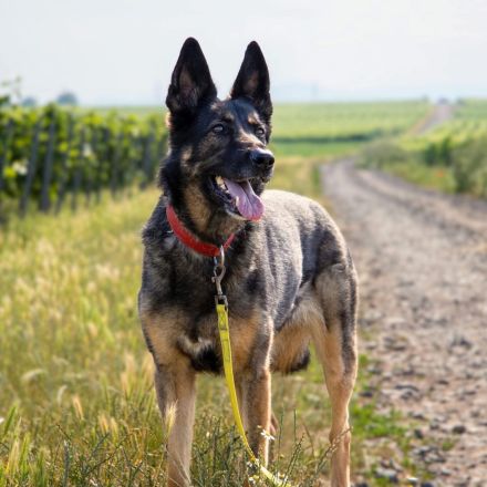 Kiana in 67550 Worms sucht ihr Für-immer-Zuhause