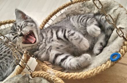 Britisch-Kurzhaar-Silbertabby-Classic, Berlin-Nordost
