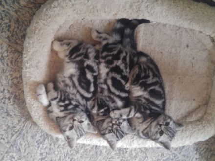 Britisch-Kurzhaar-Silbertabby-Classic, Berlin-Nordost