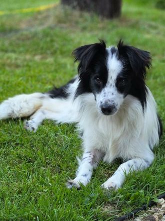 Peppermint Patty auf Pflegestelle in 92364 Deining sucht ihr Für-immer-Zuhause