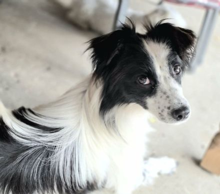 Peppermint Patty auf Pflegestelle in 92364 Deining sucht ihr Für-immer-Zuhause