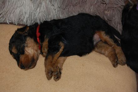 Welsh Terrier Welpen
