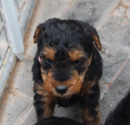 Welsh Terrier Welpen