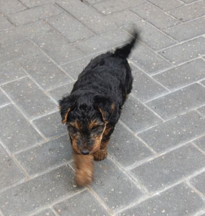 Welsh Terrier Welpen