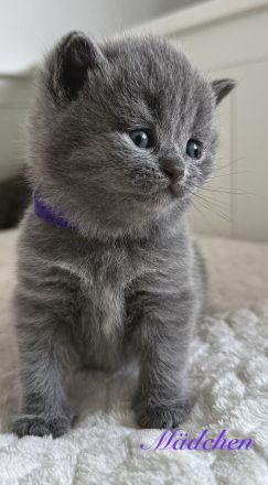 BKH reinrassige Kitten in blau, lilac Britisch Kurzhaar Katzen