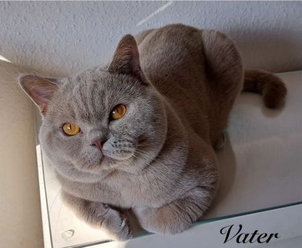BKH reinrassige Kitten in blau, lilac Britisch Kurzhaar Katzen
