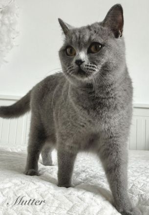 BKH reinrassige Kitten in blau, lilac Britisch Kurzhaar Katzen