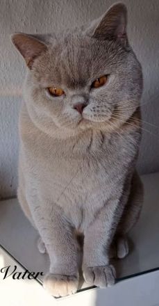 BKH reinrassige Kitten in blau, lilac Britisch Kurzhaar Katzen
