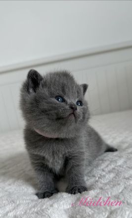 BKH reinrassige Kitten in blau, lilac Britisch Kurzhaar Katzen