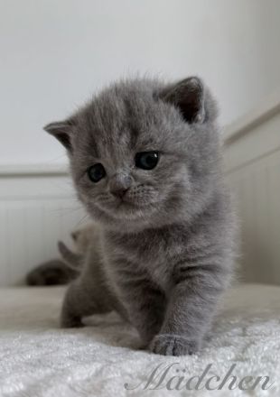 BKH reinrassige Kitten in blau, lilac Britisch Kurzhaar Katzen