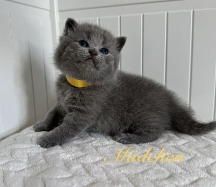 BKH reinrassige Kitten in blau, lilac Britisch Kurzhaar Katzen