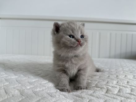 BKH reinrassige Kitten in blau, lilac Britisch Kurzhaar Katzen