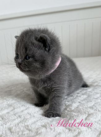 BKH reinrassige Kitten in blau, lilac Britisch Kurzhaar Katzen