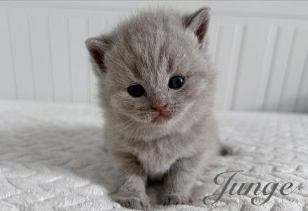 BKH reinrassige Kitten in blau, lilac Britisch Kurzhaar Katzen