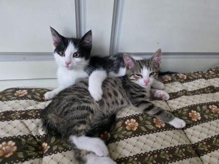 Noch 2 Kitten männl. Weibl. Katzenbaby